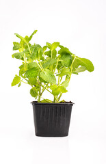 Naklejka premium Green mint plant in a pot, isolated. Fresh herbs, peppermint, spearmint in a black container, on a white background.