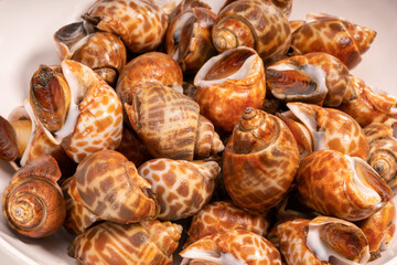 Fresh areola babylon or spotted babylonon wooden background, Fresh areola babylon or spotted babylonon ready to cook.