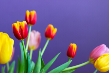 Tulips on a purple background