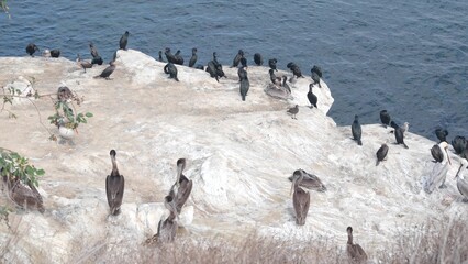 Fototapeta premium Cormorant flock or colony drying, pelican bird preen wings feathers, rock by ocean sea water, La Jolla cove wildlife, California coast, USA. Avian animal , fauna in natural habitat or freedom on cliff