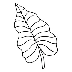 Tropical palm leave in sketch style, isolated vector illustration. Leave of palm tree in linear doodle style. Botanical minimalist print of exotic leave, sketch design.