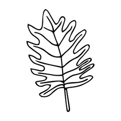 Tropical palm leave in sketch style, isolated vector illustration. Leave of palm tree in linear doodle style. Botanical minimalist print of exotic leave, sketch design.