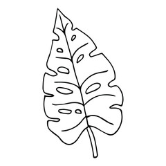 Tropical palm leave in sketch style, isolated vector illustration. Leave of palm tree in linear doodle style. Botanical minimalist print of exotic leave, sketch design.