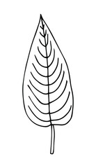 Tropical palm leave in sketch style, isolated vector illustration. Leave of palm tree in linear doodle style. Botanical minimalist print of exotic leave, sketch design.