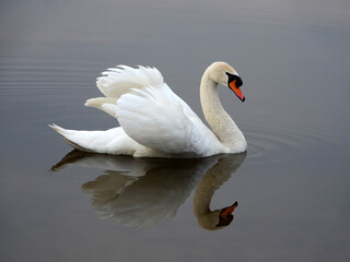 A beautiful white swan on the water with a reflection on the surface