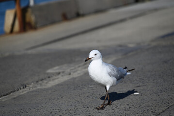 Bright white juvenile silver gull, or seagull, walking along a concrete pier
