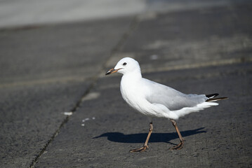 Side view of a juvenile seagull, or silver gull, walking across wet concrete