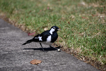 Male magpie-lark, grallina cyanoleuca, holding an object in its left talon while on a footpath, next to a grassy area