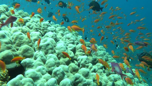Sea Goldie. The most common antias in the Red Sea. Divers see him in huge flocks on the slopes of coral reefs.