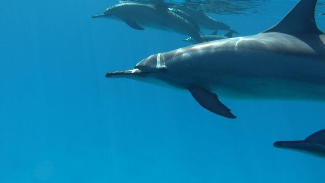 Dolphins. Spinner dolphin. Stenella longirostris is a small dolphin that lives in tropical coastal waters around the world. 