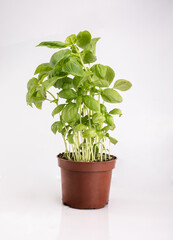 Green basil plant in a pot, isolated. Fresh herbs in a container, on white background. Packshot photo with a copy space.
