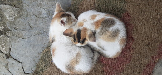 Two Most Cute Sleeping Kittens