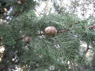 Branch on a coniferous tree