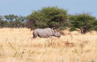 Naklejka na ściany i meble rhinoceros in the savannah wild animal