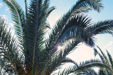 Fototapeta na wymiar Low saturation green palm leaves on blue turquoise sky. Tropic summer concept. Natural tropical background