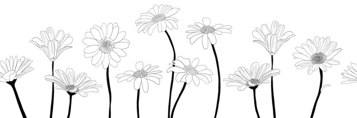 Hand drawn wild flowers border.Chamomile or daisy flower border. Botanical illustration. Good for cosmetics, medicine, treating, aromatherapy, nursing, package design, field bouquet.