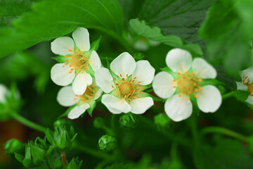 Obraz na płótnie Canvas white strawberry flowers in spring closeup