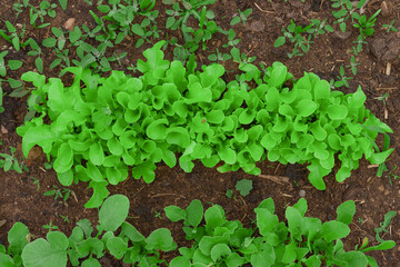 young lettuce leaves in the garden close-up