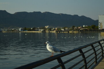 seagull on the pier