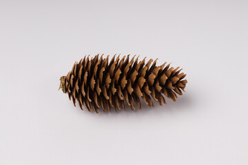 pine cone isolated on white background