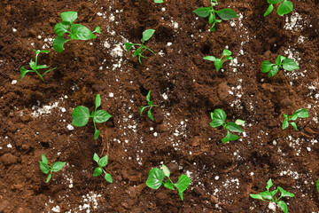 bell pepper seedlings are planted in a row in a garden bed, close-up