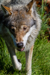 Naklejka na ściany i meble Der Wolf - Canis lupus