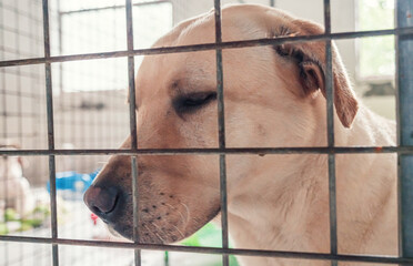 Portrait of lonely sad abandoned stray labrador behind the fence at animal shelter. Best human's friend is waiting for a forever home. Animal rescue concept