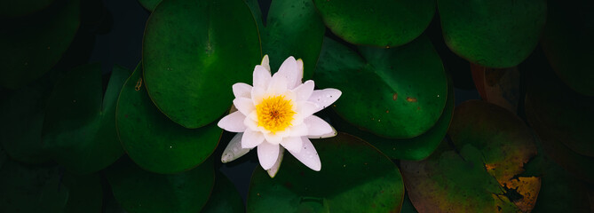 Wunderschöne weiße Seerose Lotus © NIKIBA