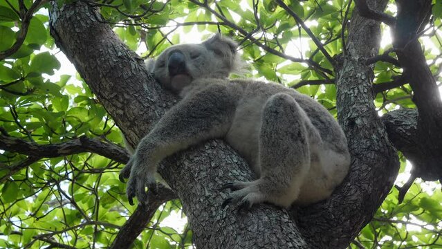 A koala sleeping at Magnetic Island in Australia