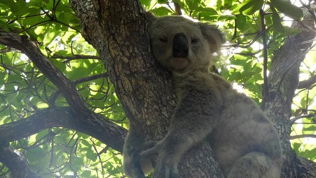 A koala sleeping at Magnetic Island in Australia