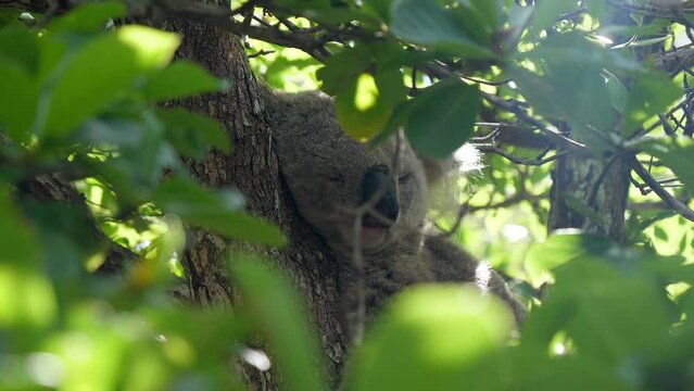 A koala sleeping at Magnetic Island in Australia
