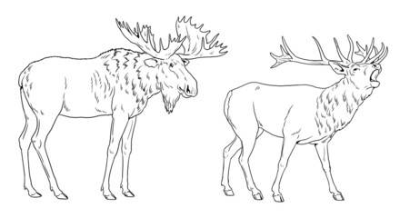 Deer and moose illustration. Large herbivores for coloring book. Wild animals drawing.	