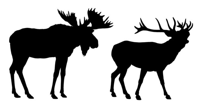 Deer and moose illustration. Large herbivores silhouette illustration. Wild animals drawing.	