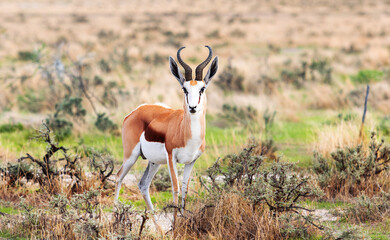 Springbock-Antilope sieht aus