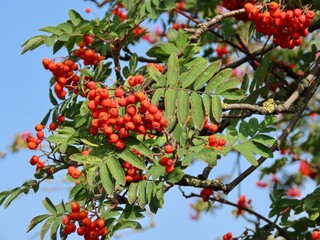 Rowan or mountain ash branch with red berries against blue sky