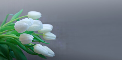 White tulips isolated on gray background close-up
