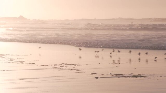 Ocean waves, many quick sandpiper birds, small sand piper plover shorebirds flock, Monterey beach wildlife, California coast sunset, USA. Sea water tide, littoral sand. Tiny fast young baby avian run.