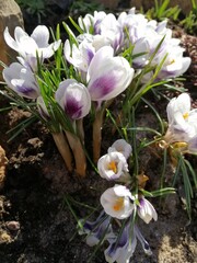 A group of blooming Prins Claus  Crocuses .Spring flowers.floral wallpaper