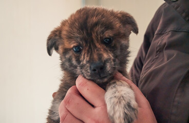 Portrait of lonely sad abandoned stray puppy at animal shelter. Best human's friend is waiting for...