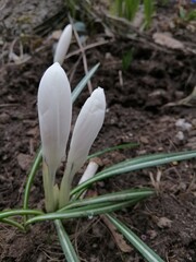 the first spring blooming flowers. Snowdrop or Galanthus with white inflorescences. floral wallpaper
