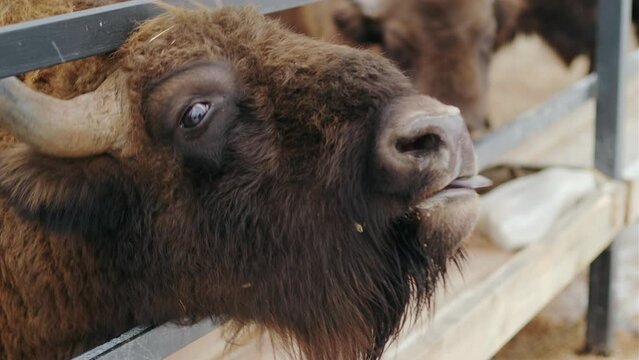People fed bison near the feeder in the national park. Winter forest. Close up shot.