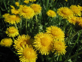 Dandelions