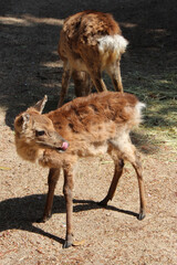 baby deer in miyajima in japan