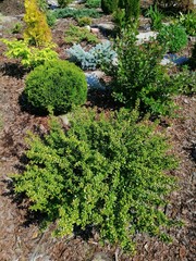 Evergreen round spherical Ilex crenata Convexa or Japanese Holly shrub with small glossy leaves on...