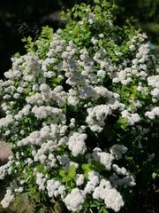 Bush of Spiraea betulifolia blooming with small white flowers.floral wallpaper