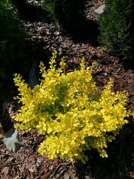 bright yellow Berberis thunbergii Aurea Bush in early spring in the garden on a mulched bed on background of other coniferous plants. Flower desktop Wallpaper