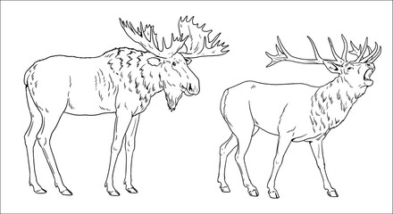 Deer and moose vector illustration. Large herbivores for coloring book. Wild animals drawing.	