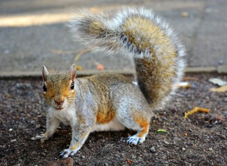 squirrel in the park