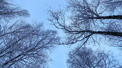 Obraz premium Winter treetops look up to the sky. Trees bottom view. Blue sky.