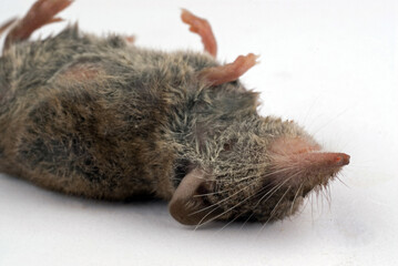 Studio photo of a shrew on a white background.